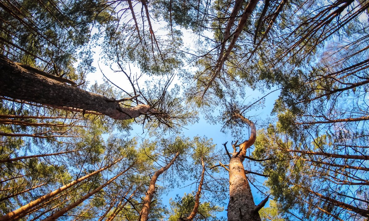 Forêt Oléron